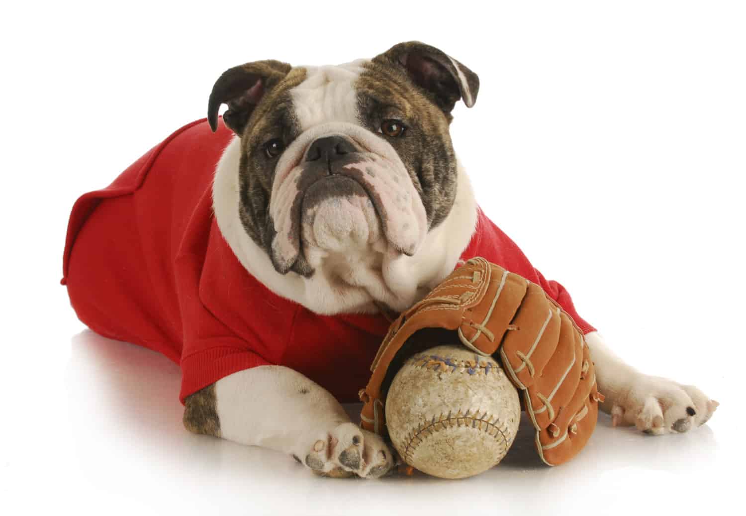 Matt Davies Harmony Communities Explores MLB DogFriendly Baseball