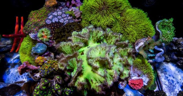 How to Grow Corals in an Aquarium - Pet Chicks