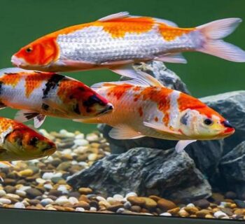 From-Pond-to-Eternity-The-Endless-Dance-of-Koi-Fish-Natural-Selection