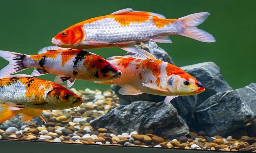 From-Pond-to-Eternity-The-Endless-Dance-of-Koi-Fish-Natural-Selection