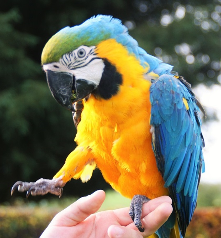 parrot 2