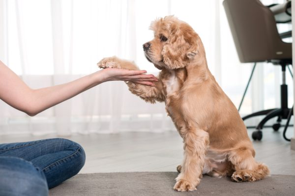 Puppy Training Mistakes to Avoid