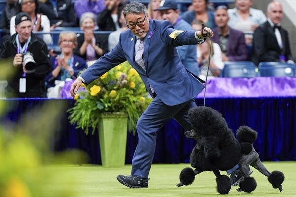  Role of Breed Standards in Dog Shows