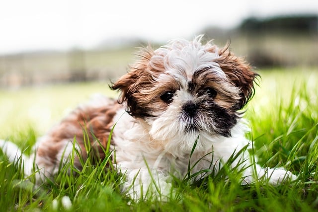 Shih Tzu puppies