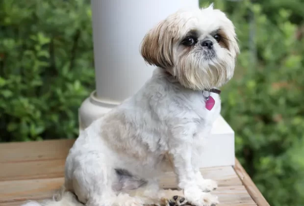 Shih Tzu puppies