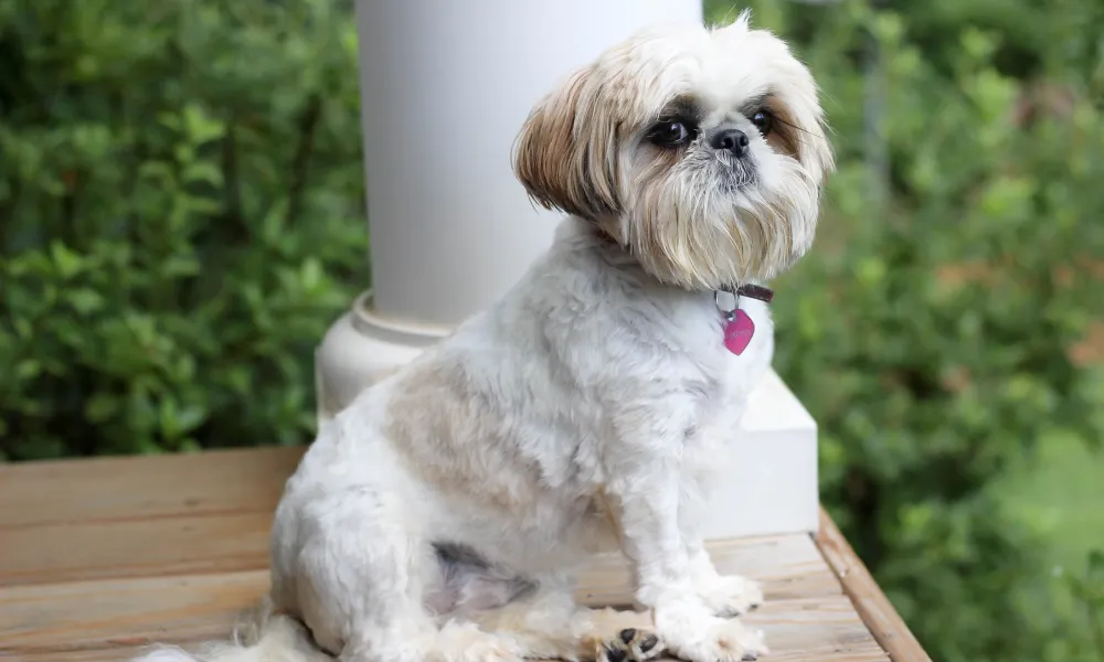 Shih Tzu puppies